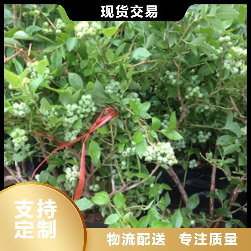 组培明星蓝莓苗种植技术同城生产厂家