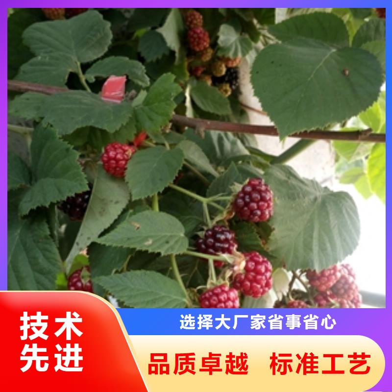 黑巴提树莓苗种植基地按需设计