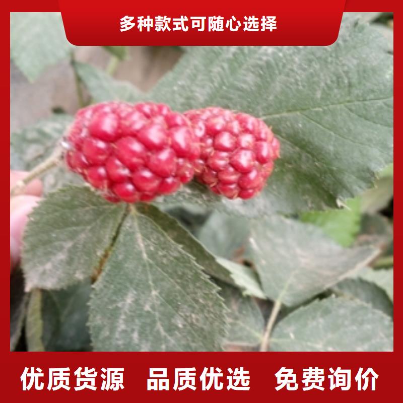 黑树莓苗种植基地讲信誉保质量