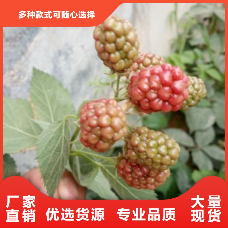 中林54号紫树莓苗种植基地同城经销商