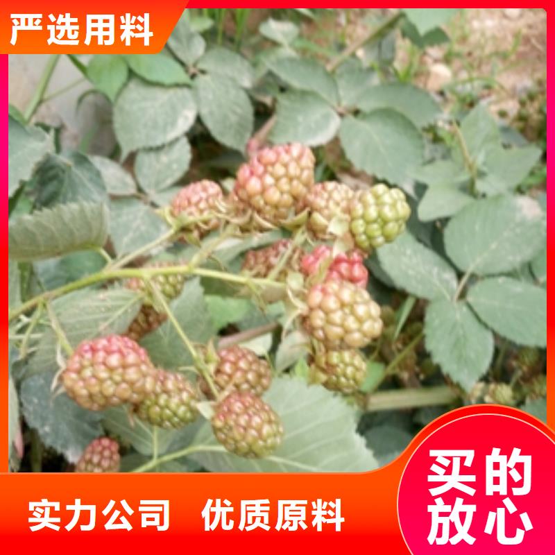 丰满红双季红树莓苗种植基地长期供应