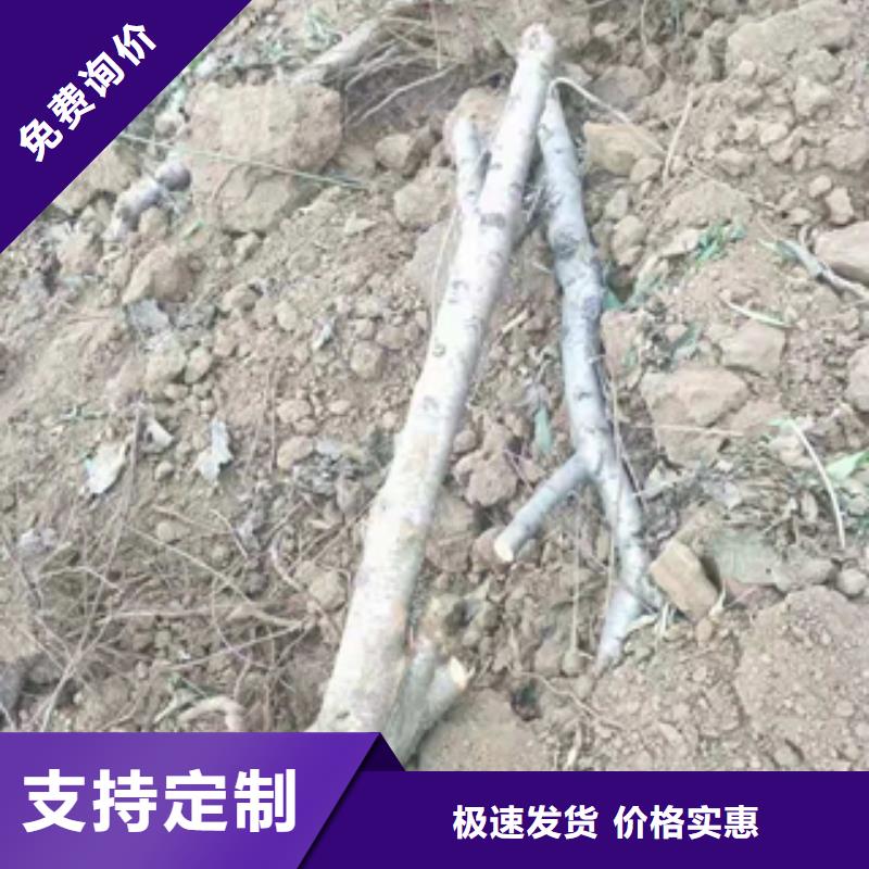 中油21号油桃苗多少钱一棵采购