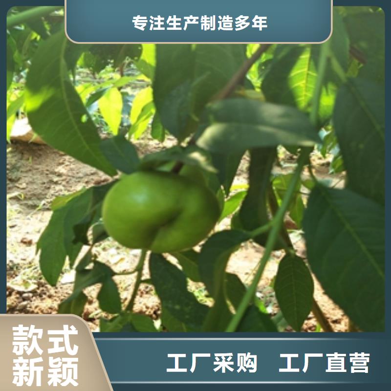 中油21号油桃苗种植基地严选好货