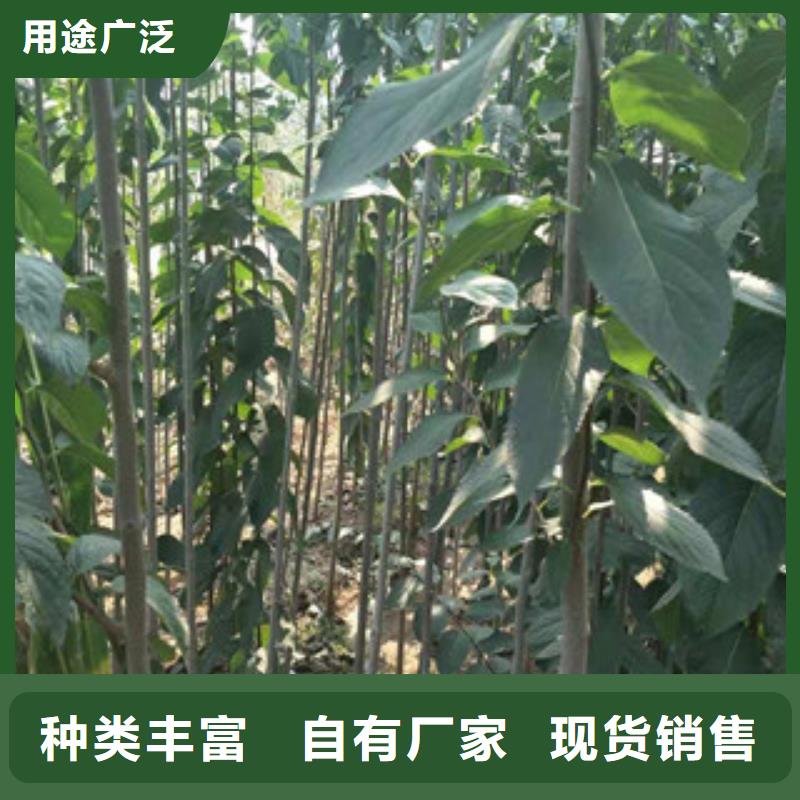 2公分定植杜仲价格工厂现货供应