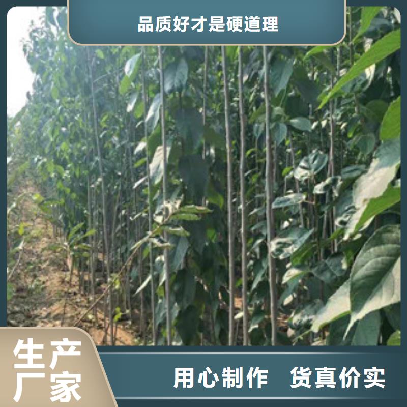 2公分定植杜仲多少钱一棵厂家