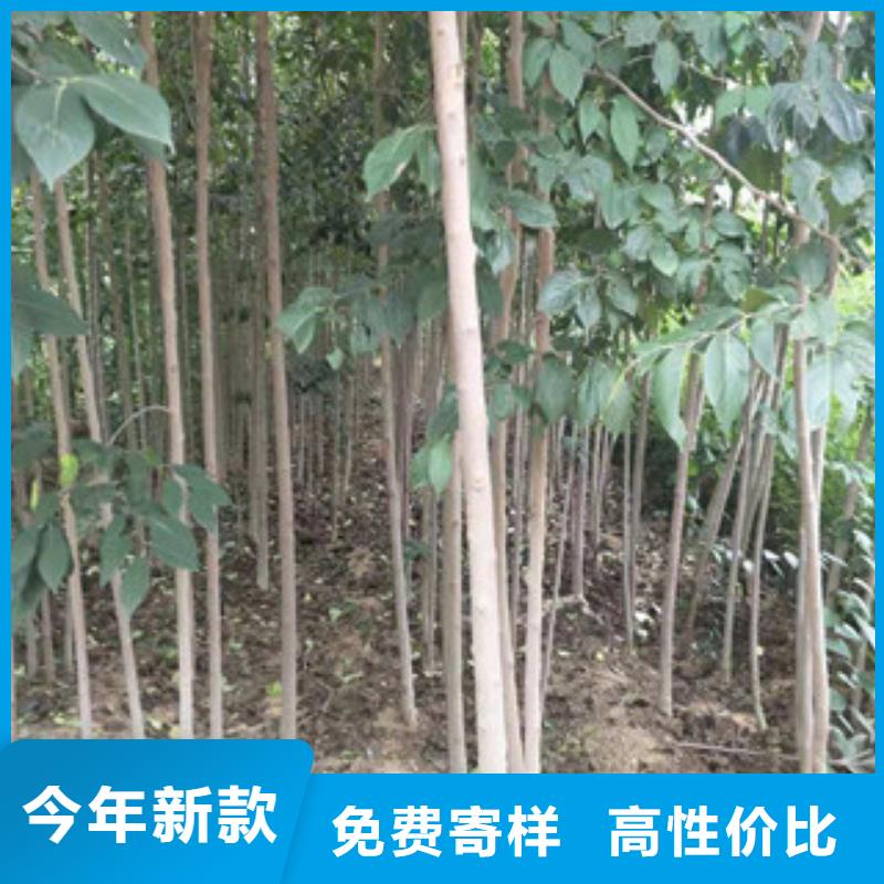 1公分杜仲小苗种植基地免费安装