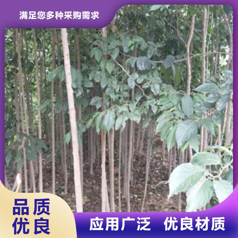 2公分定植杜仲培育中心快速发货