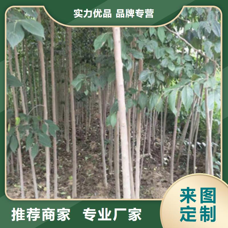 3公分杜仲苗种植基地附近服务商