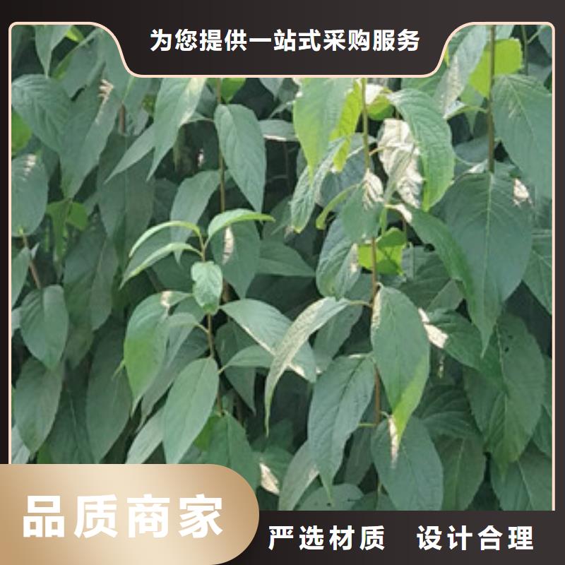 1公分杜仲小苗种植基地产品细节参数