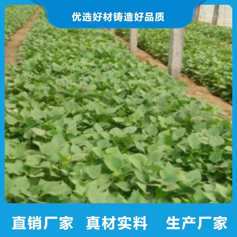 脱毒紫薯苗（济黑品种）第一茬苗匠心打造