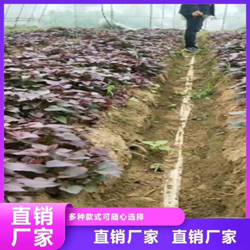 济黑2号紫薯苗品种介绍可零售可批发