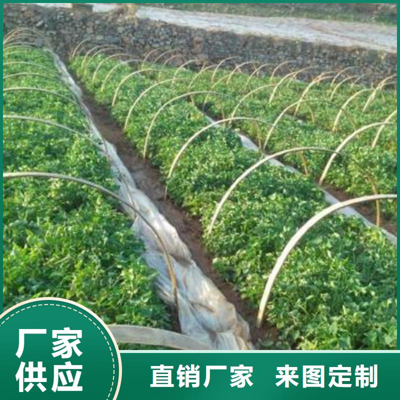 绫紫薯苗质优价廉当地公司