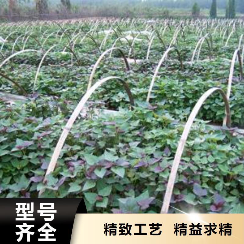 紫色地瓜苗（夏薯）无虫害多年行业积累