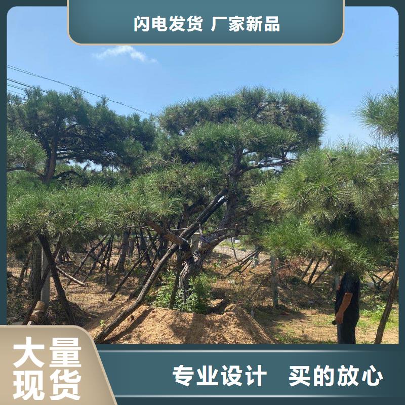 造型松树树形优美本地生产商