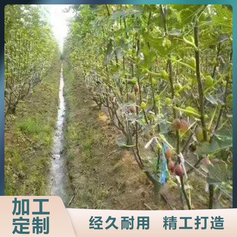 【无花果】_棠梨苗品质有保障买的是放心