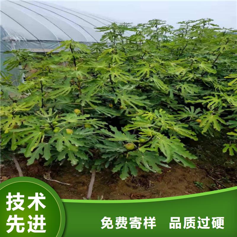 无花果-大棚草莓苗生产加工实体诚信经营