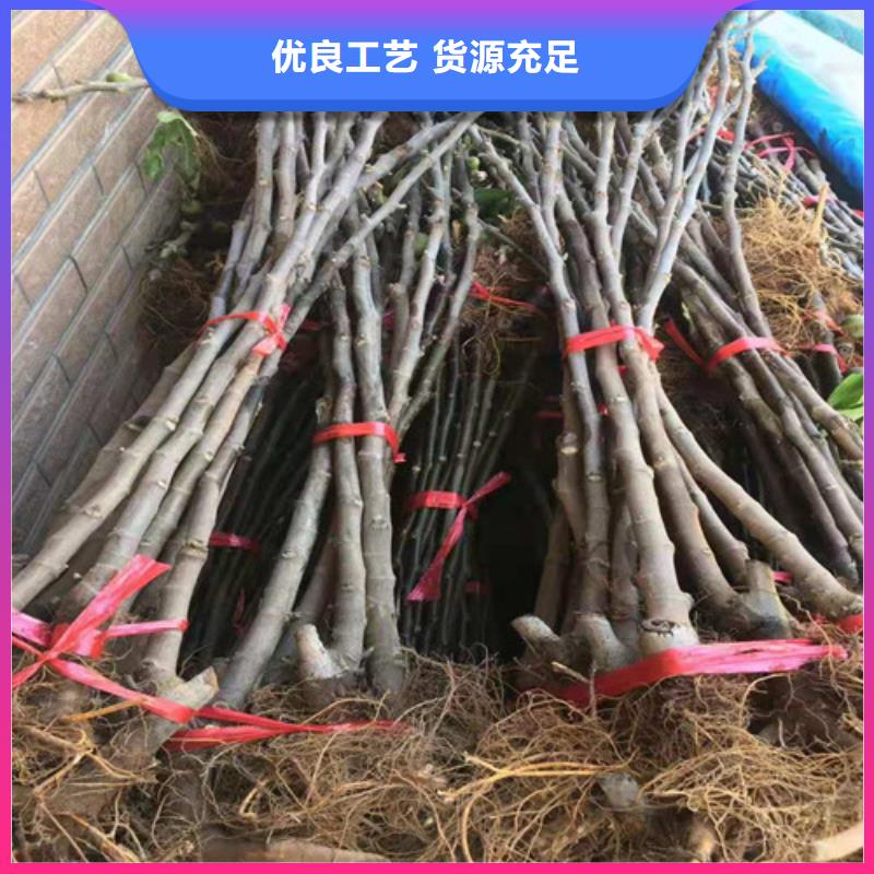 无花果甜茶苗精工制作技术先进