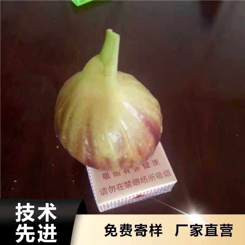 无花果蓝莓苗诚信经营量大更优惠