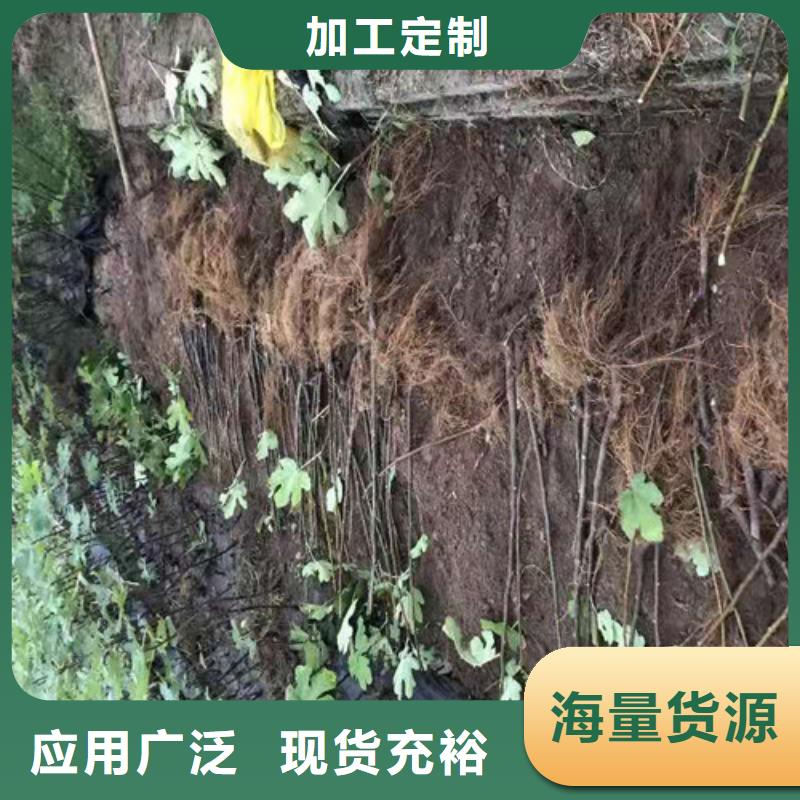 无花果翠冠梨苗批发商附近供应商