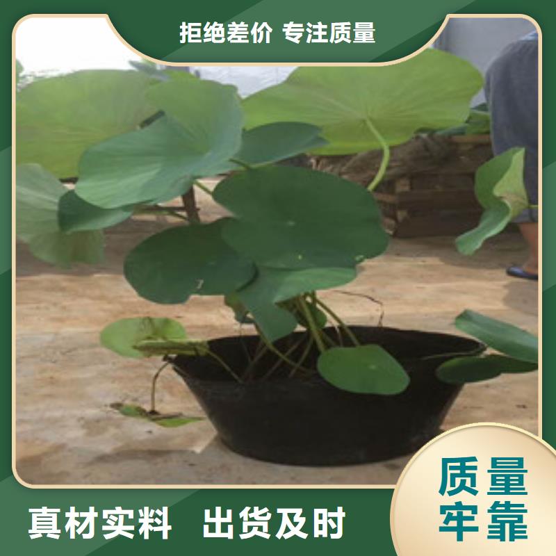 时令草花水生植物/荷花睡莲品质值得信赖现货销售