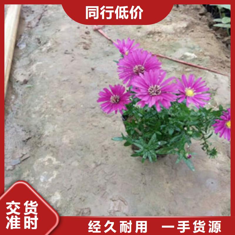 花海设计用小丽花花海工程品种优质货源