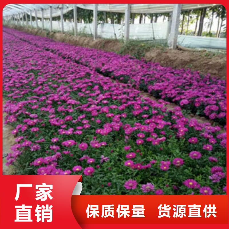 时令草花万寿菊抗旱抗寒品种附近公司