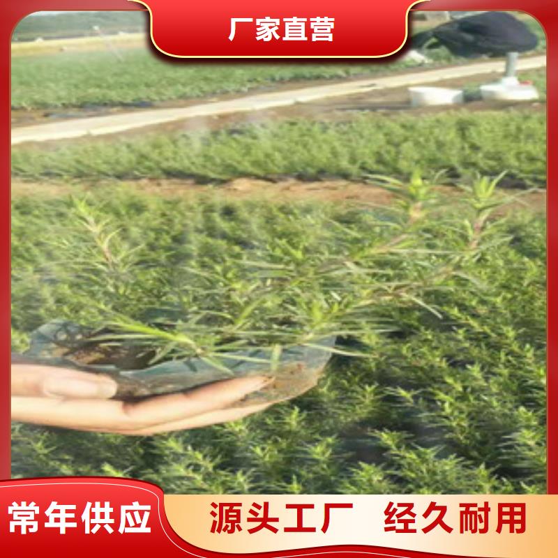 精品连钱草道路绿化推荐同城货源