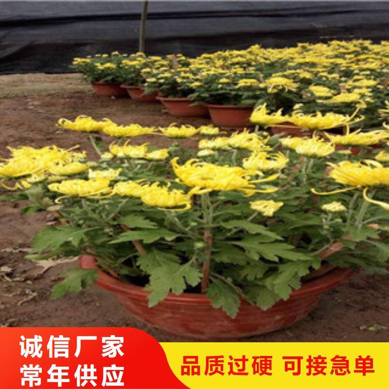 时令草花宿根花卉基地满足多种行业需求产地工厂