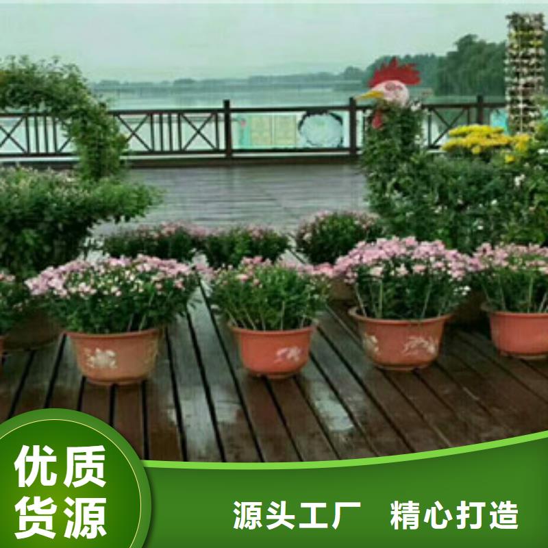 时令草花耐寒耐旱草花基地质量无忧当地生产商