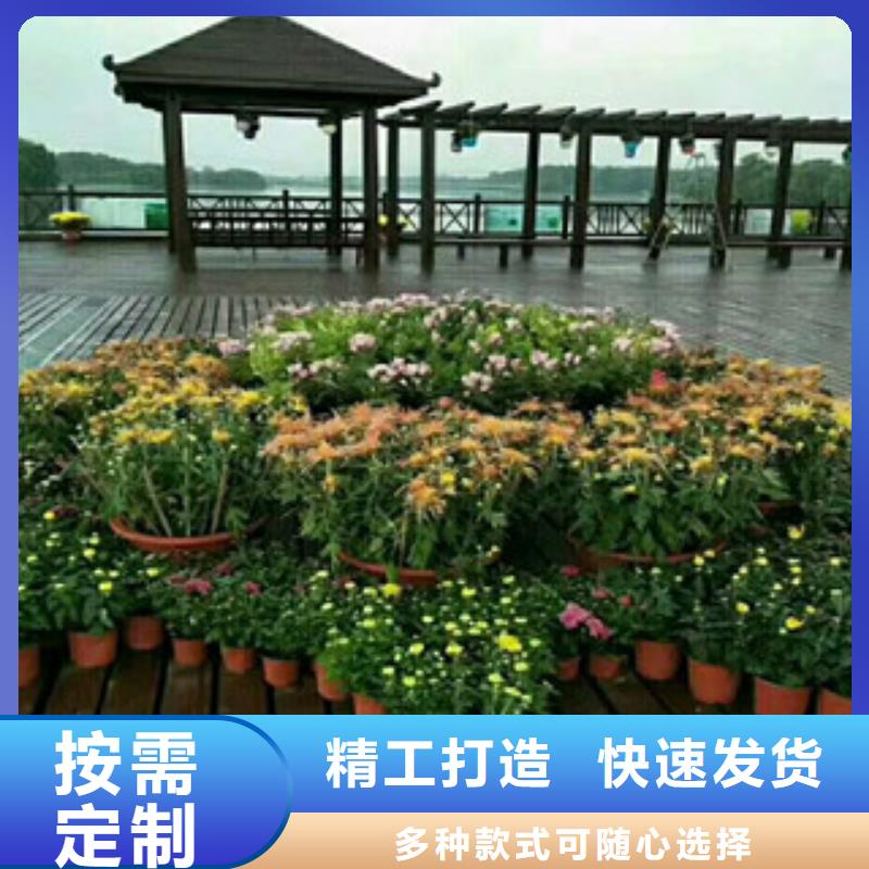 时令草花_宿根花卉基地多种款式可随心选择满足客户所需