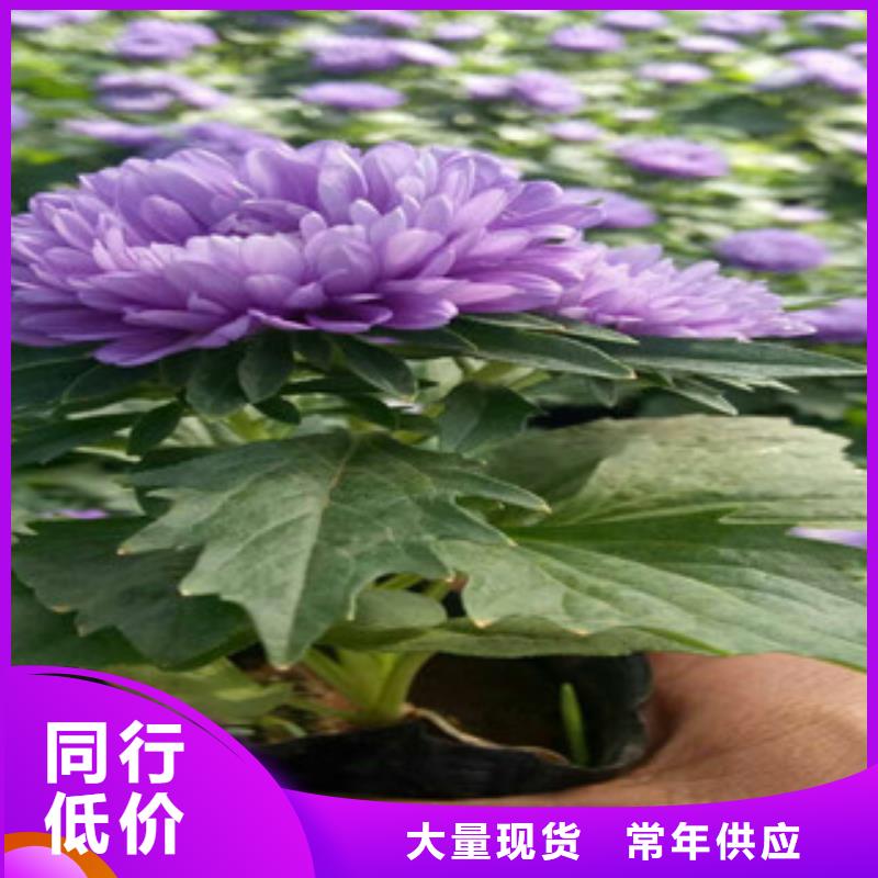 玫红矮牵牛花怎样控制成活率生产加工