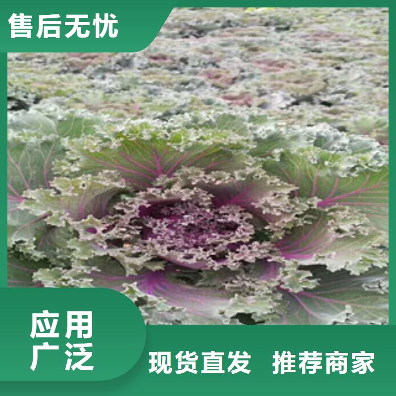 宿根薰衣草山东省青州农户价出售本地制造商