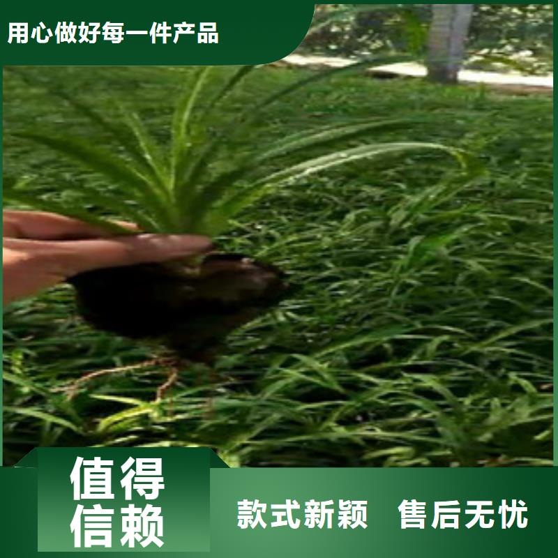 山东青州松果菊运到合多少钱一盆精益求精