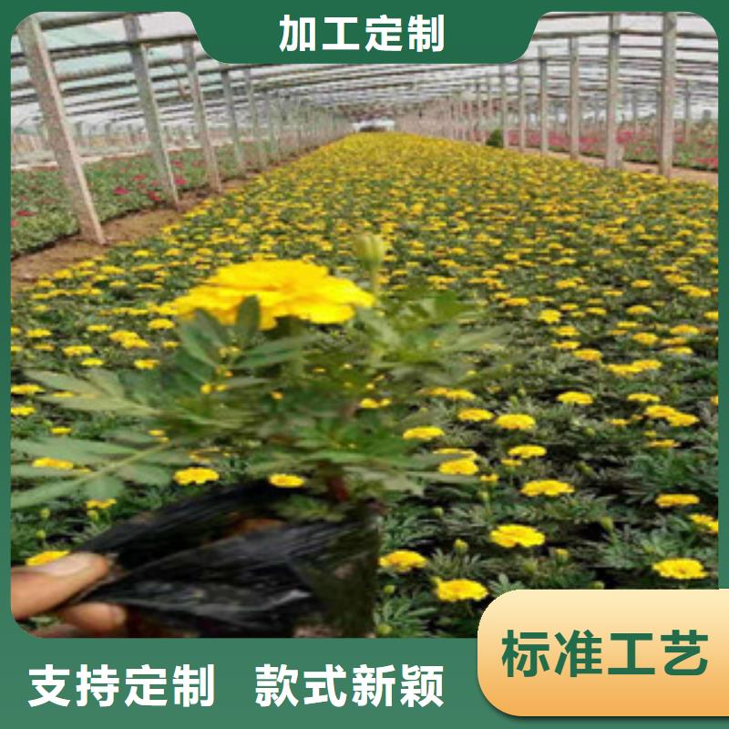 袋苗玛格丽特种植基地在哪专业按需定制