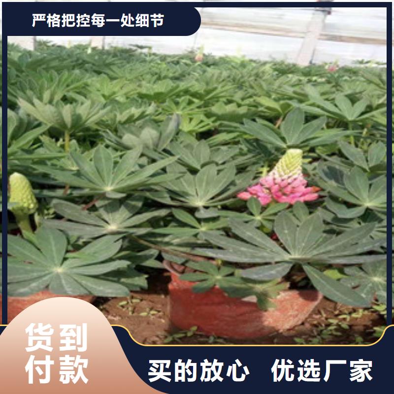 威海市委陵菜畅销当地