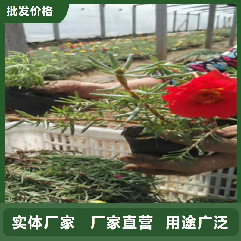 多芽连钱草栽植成活率高老品牌厂家