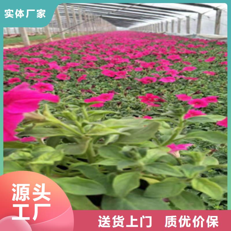 南非万寿菊苗圃基地工艺成熟