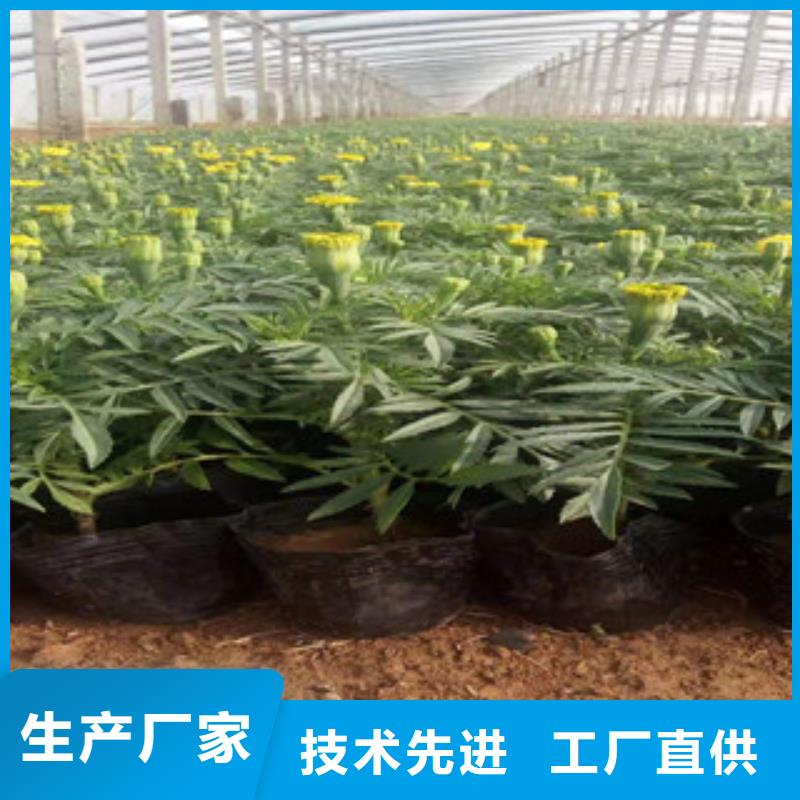 宝应绿化五色草种植基地实力才是硬道理