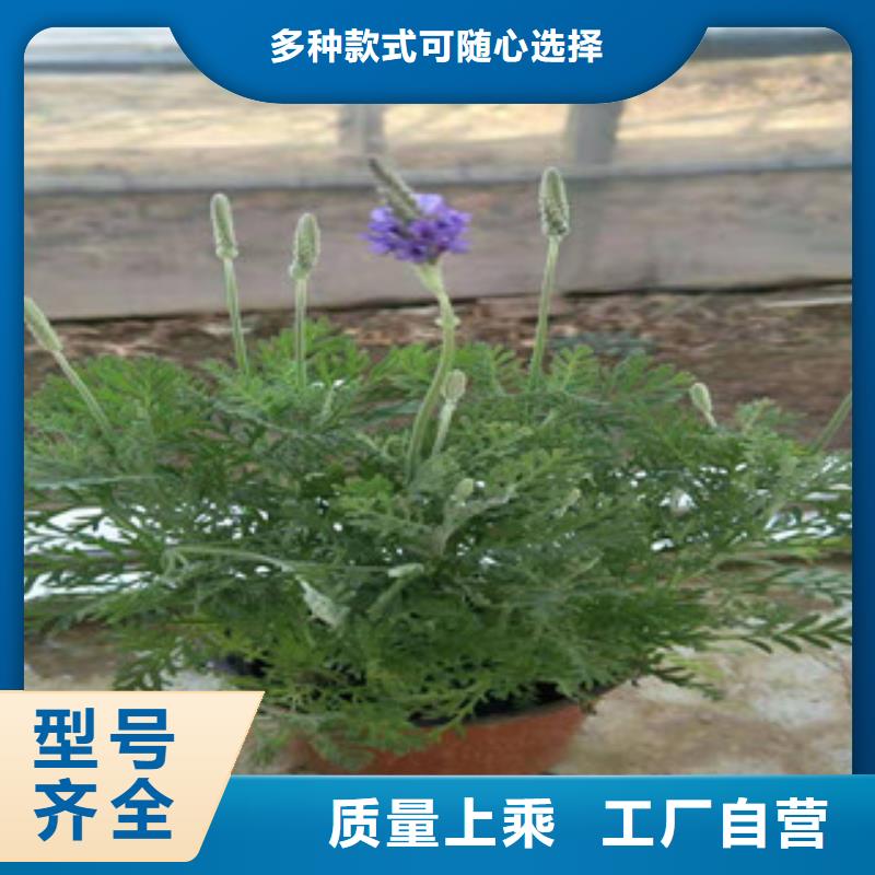 宿根花卉柳叶马鞭草/薰衣草厂家直营本地货源