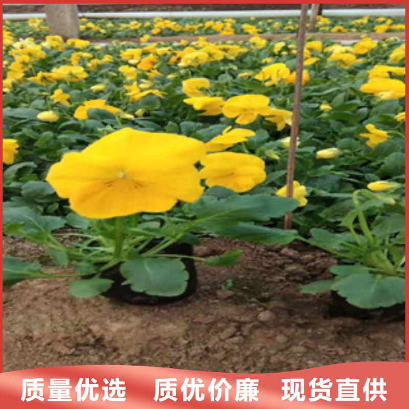 耐寒耐旱草花小兔子狼尾草2024进口新品种同城货源