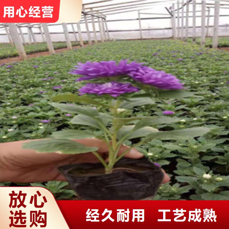 宿根花卉水生植物/荷花睡莲工艺成熟安装简单