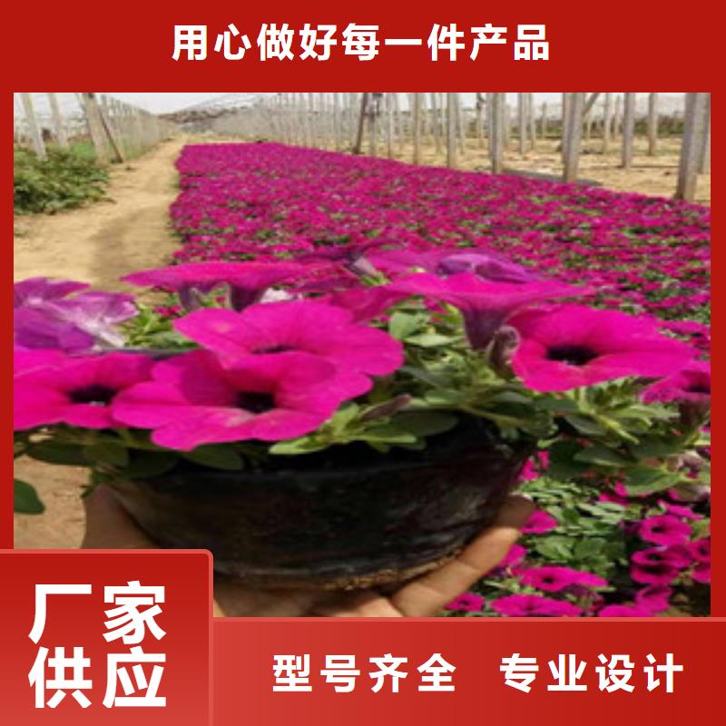 宿根花卉-花海景观工程保质保量性价比高