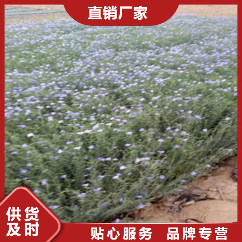 宿根花卉-观赏草/蒲苇狼尾草批发价格现货实拍