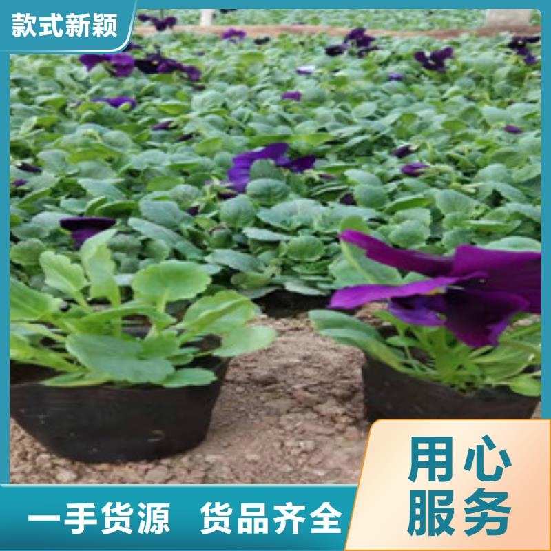 山东青州非洲菊现场起苗质量优价格低