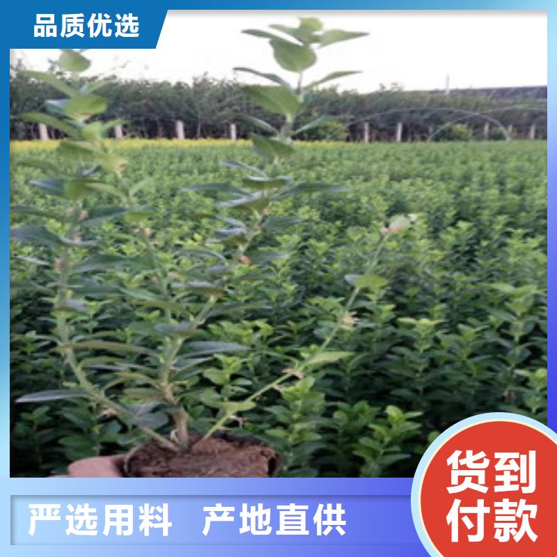 三色堇角堇可以种植吗同行低价