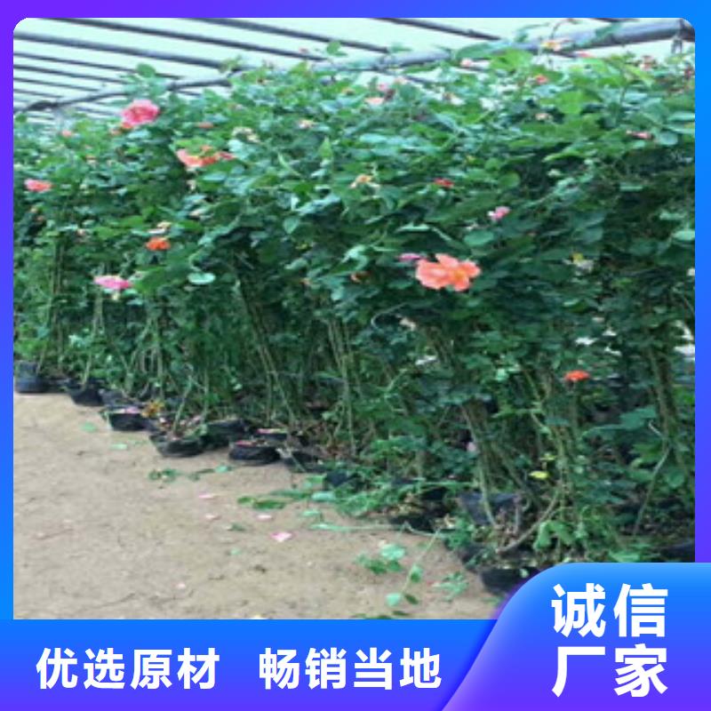 北京三叶委陵菜多少钱一棵同城供应商