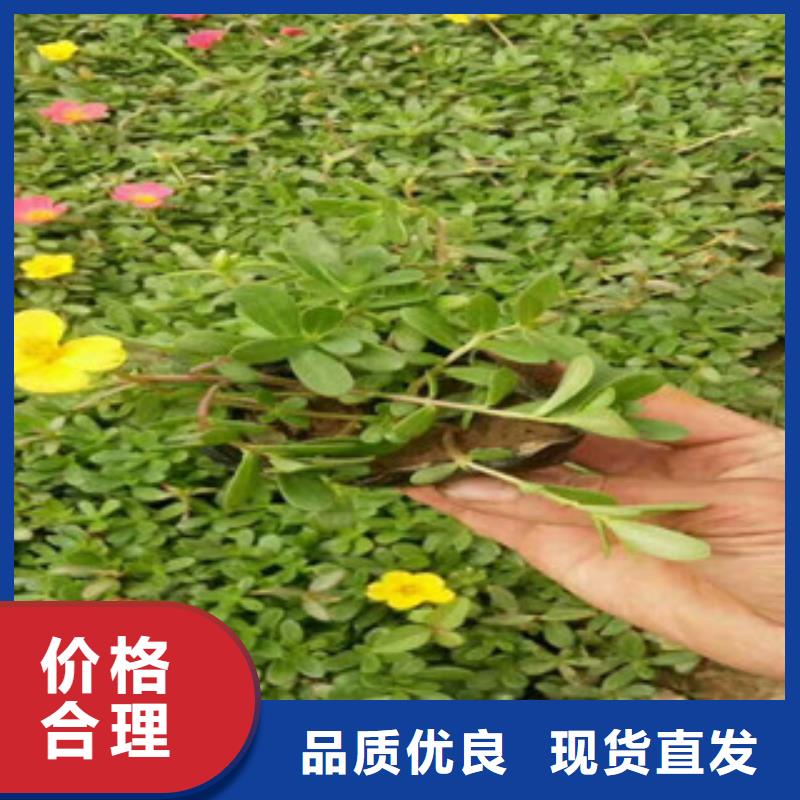 【花海景观耐寒耐旱草花基地精益求精】多种规格可选