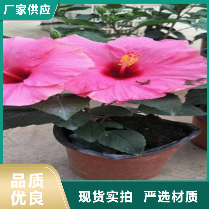 满盆三叶委陵菜花期多长时间匠心工艺