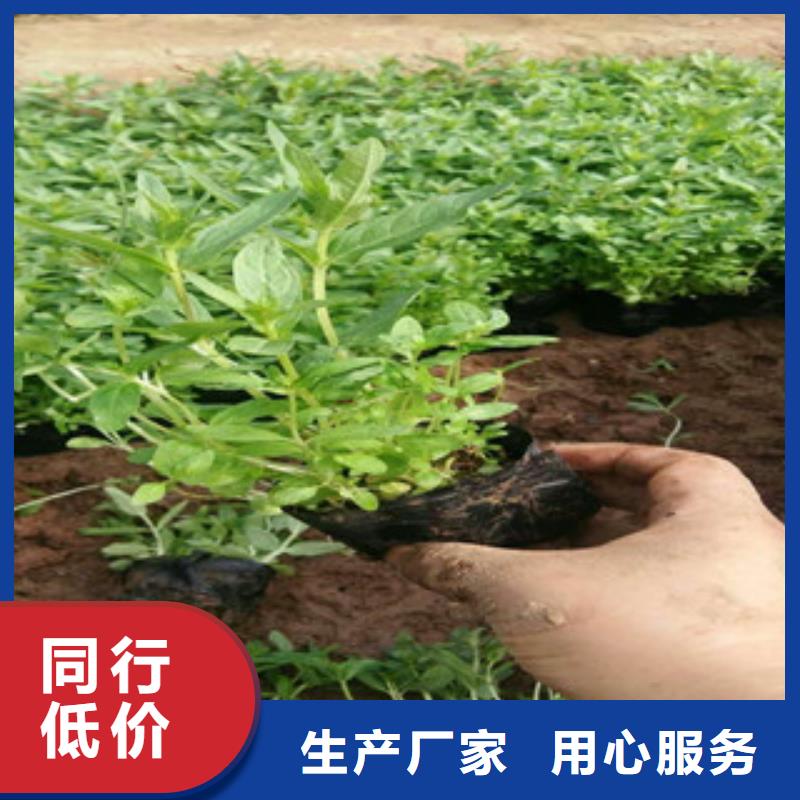 花海景观,水生植物/荷花睡莲一站式采购商家厂家货源稳定