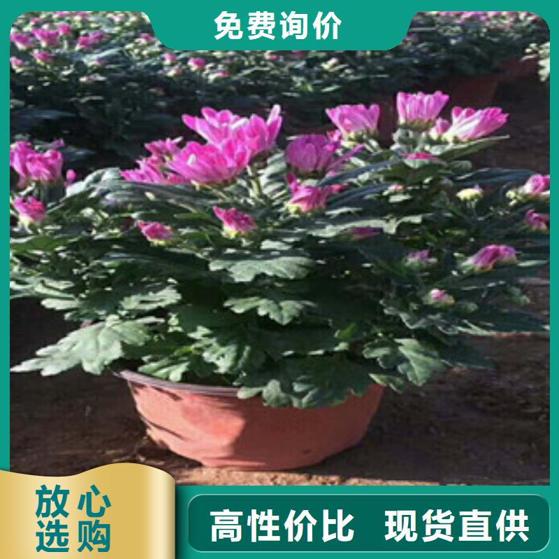 花海景观宿根花卉基地商家直供出厂严格质检